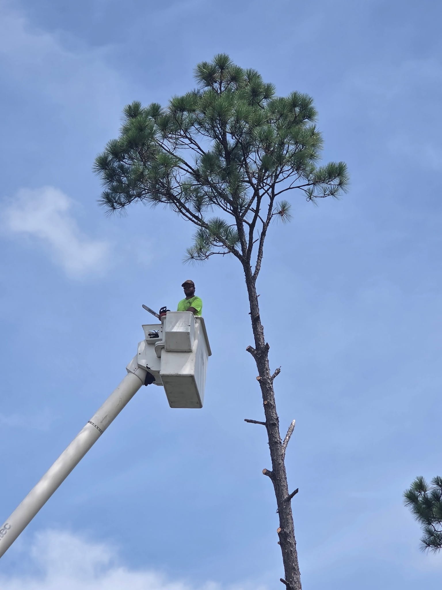 H&L team member working from a bucket beside a tall pine